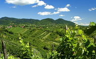 Sun-illuminated Plešivica vineyards