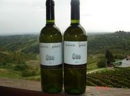 Vinogradarstvo i vinarstvo Golubić