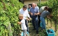 Tradicionalno obilježen početak berbe portugisca 