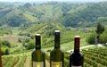 Vinogradarstvo i vinarstvo Golubić